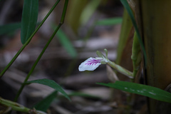 Elettaria cardamomum